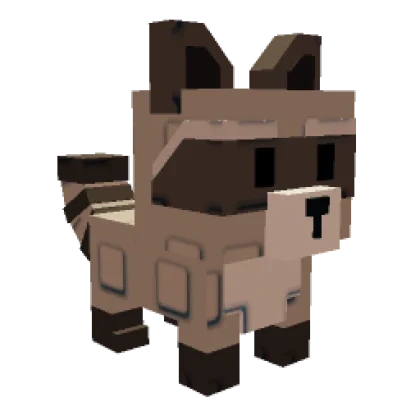 Racoon